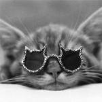 Котенок в очках с блестящей оправой в форме головы кошки