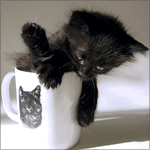 Чёрный котёнок в чашке