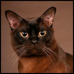 Красивый кот на коричневом фоне