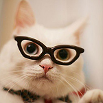 Умный кот в очках