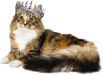 Коронованный кот
