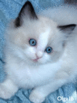 Голубоглазый котёнок