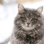 Котик под снегом