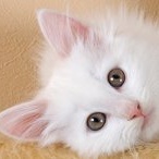 Взгляд белого котенка