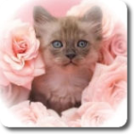 Маленький котенок сидит в розах