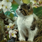 Котёнок в цветочных зарослях