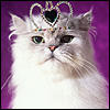 Принцесса) персидский кот