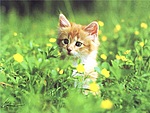 Котенок среди травы. Цветут одуванчики