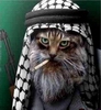 Кот-террорист