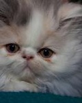 Красивый персидский кот