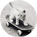 Котенок на скейте