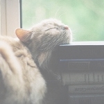 Кот уснул на книгах
