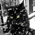 Чёрный кот в снегопад