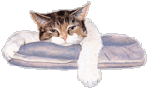 Котик дремлет на матрасике