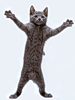 Март. Кот исполняет танец радости картинка смайлик