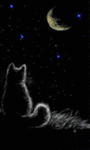 Кот смотрящий на небо с падающей звездой