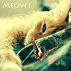 Ленивый кот и бабочка (meow!)