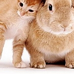 Рыжий котенок и кролик