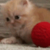 Котёнок играет с клубком ниток