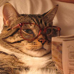 Полосатый кот в очках лежит и читает газету