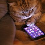 Кот с мобильным телефоном