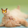 Котёнок и бабочка