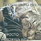 Кот спит с плюшевым котом (ты один всегда рядом. ты прост...