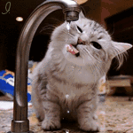 Котик пьет воду из крана