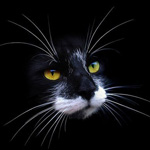 Черно-белый кот с желтыми глазами на черном фоне