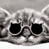 Кот в смешных очках