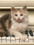Кот лежит на клавишах пианино