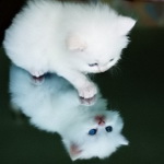 Котенок и зеркало