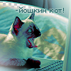 Сиамский котик в шоке (-йошкин кот!)