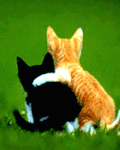 Котята: рыжий и черный