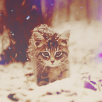 Кошка идет в лесу под снегом