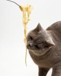 Кот ест спагетти