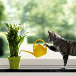 Хозяйственный кот поливает из лейки комнатное растение в ...