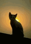 Котёнок смотрит на солнце