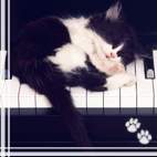 Красивый котенок спит на клавишах пианино