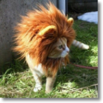 Котёнок в львином парике