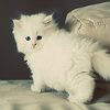 Маленький пушистый белый котенок застыл, обернувшись