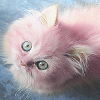 Светло-розовый кот