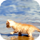 Котёнок стоит в воде