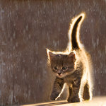 Котёнок под дождём