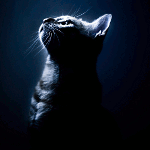 Кошка при лунном свете