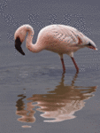 Розовый фламинго, дитя заката