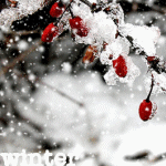 Ветка с ягодами барбариса, засыпанная снегом (winter)