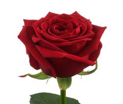 Прекрасная красная роза