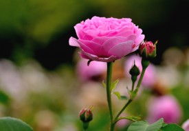 Радость цветения. роза