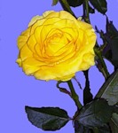 Желтая роза на фоне неба